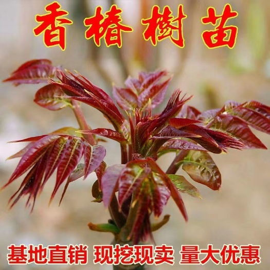 绛县红油香椿苗，红油香椿苗产地，品种保证，保湿发货