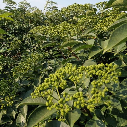 樟树市吴茱萸