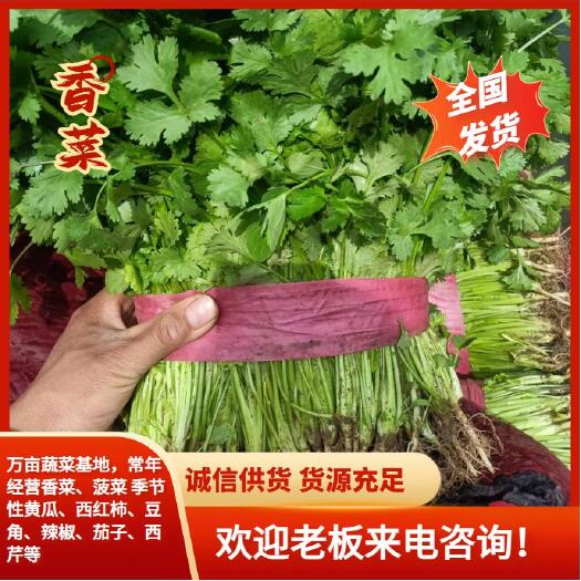 滑县大叶香菜