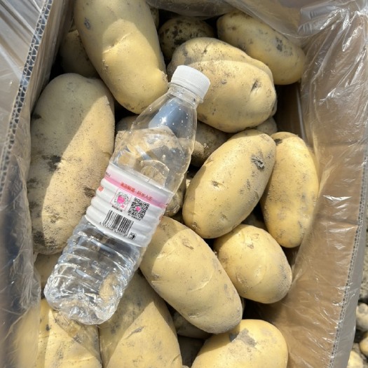 盈江县新土豆希森3号大量上市