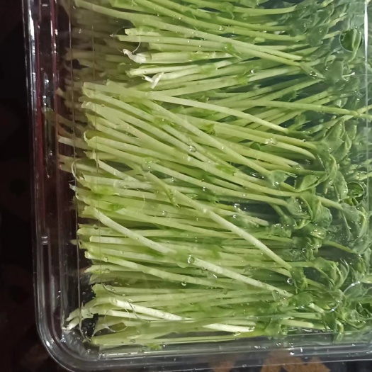 宿州碗豆苗