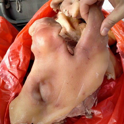 商丘母猪半成品猪头肉