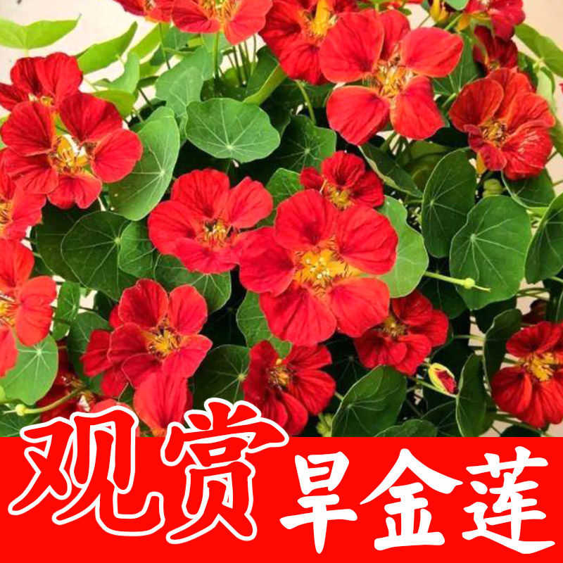 灌云县旱金莲种子，盘旋鸟旱荷花籽四季开花易种爬藤攀爬花卉种子批发