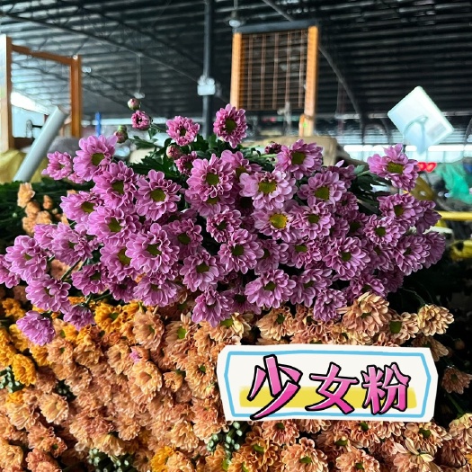 广州鲜花批发雏菊鲜切花小菊水养花广州基地直发包邮到家