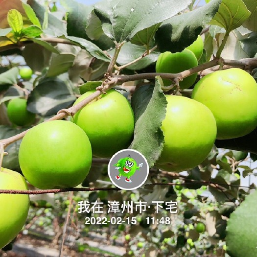 漳州脆蜜青枣，脆甜汁多，