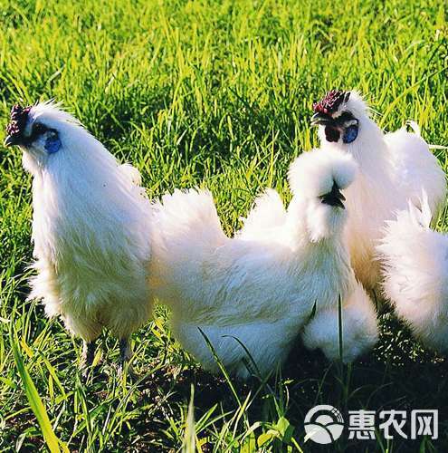 湖南衡阳厂家直销，竹丝鸡苗，白乌鸡苗，品种纯，质量保证，