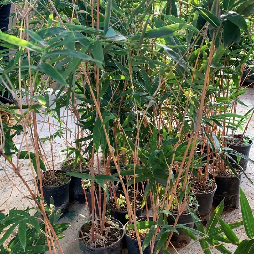 南靖县红观音成品批发基地直发