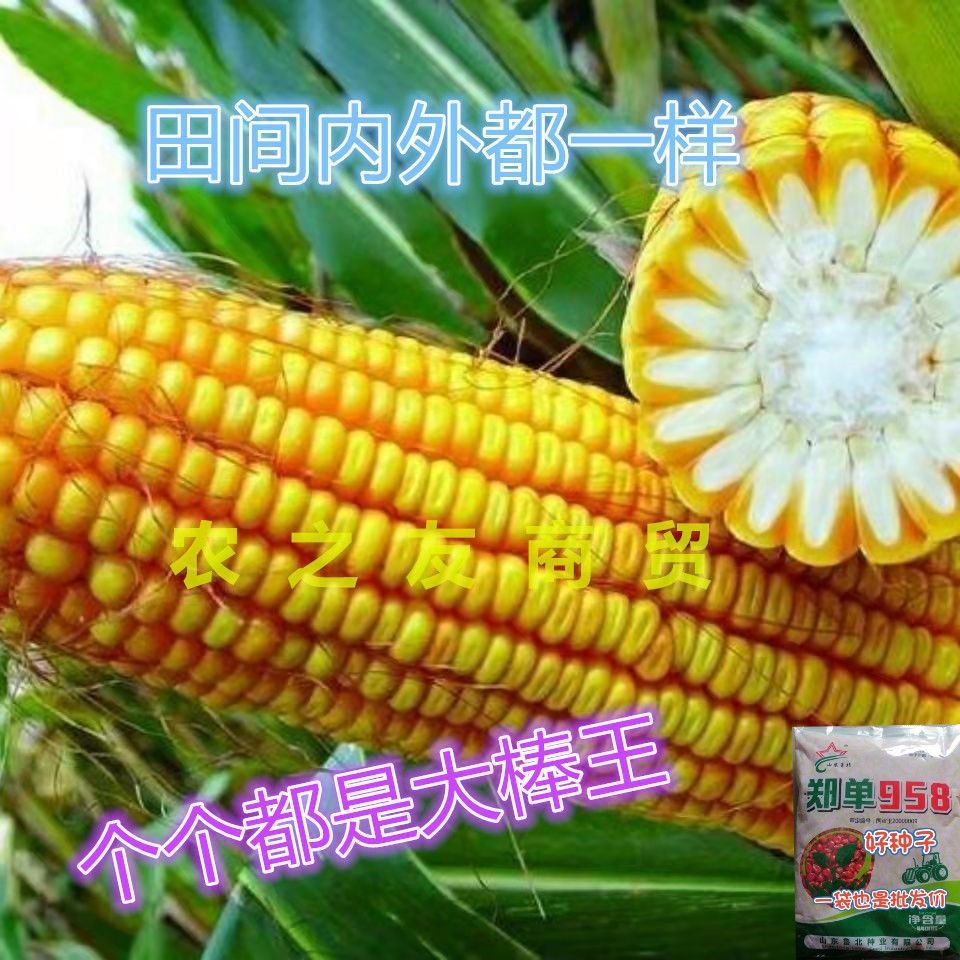 济南郑单958国审玉米种批发原装正品全国适合种植