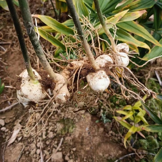 广安四川姜型黄精块茎种苗