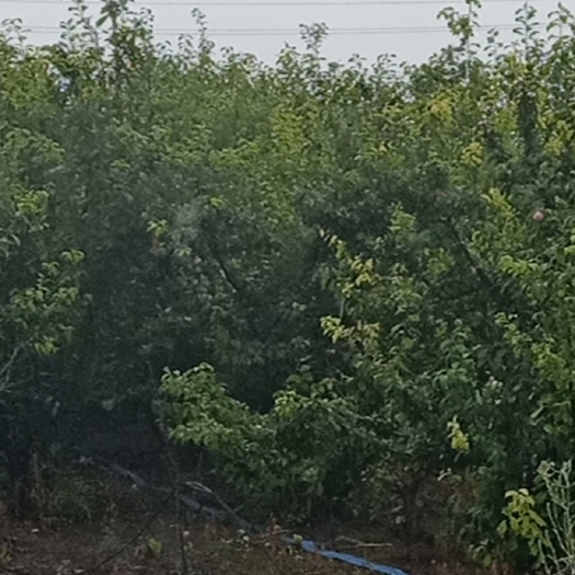 大棚出售 大庆让湖路