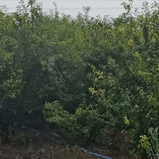 大庆大棚出售 大庆让湖路
