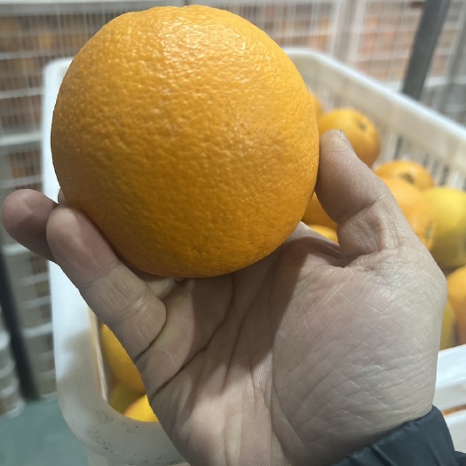 秭归县秭归伦晚，橙中最出名的品种，香甜可口，汁水充足