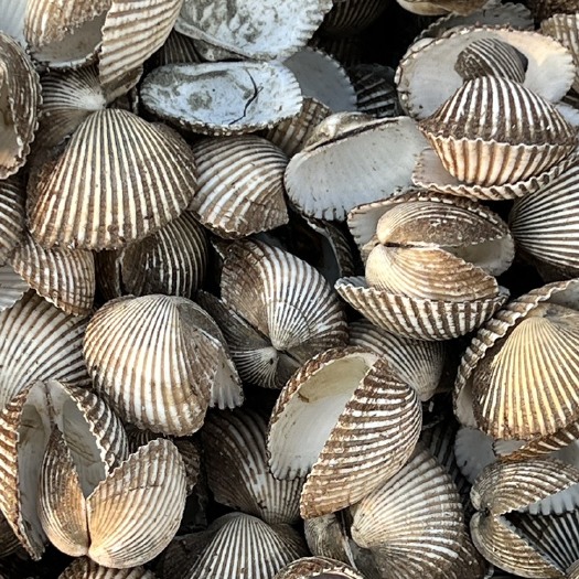 北海毛蚶壳 血蚶壳 中药材瓦楞子壳整车价格