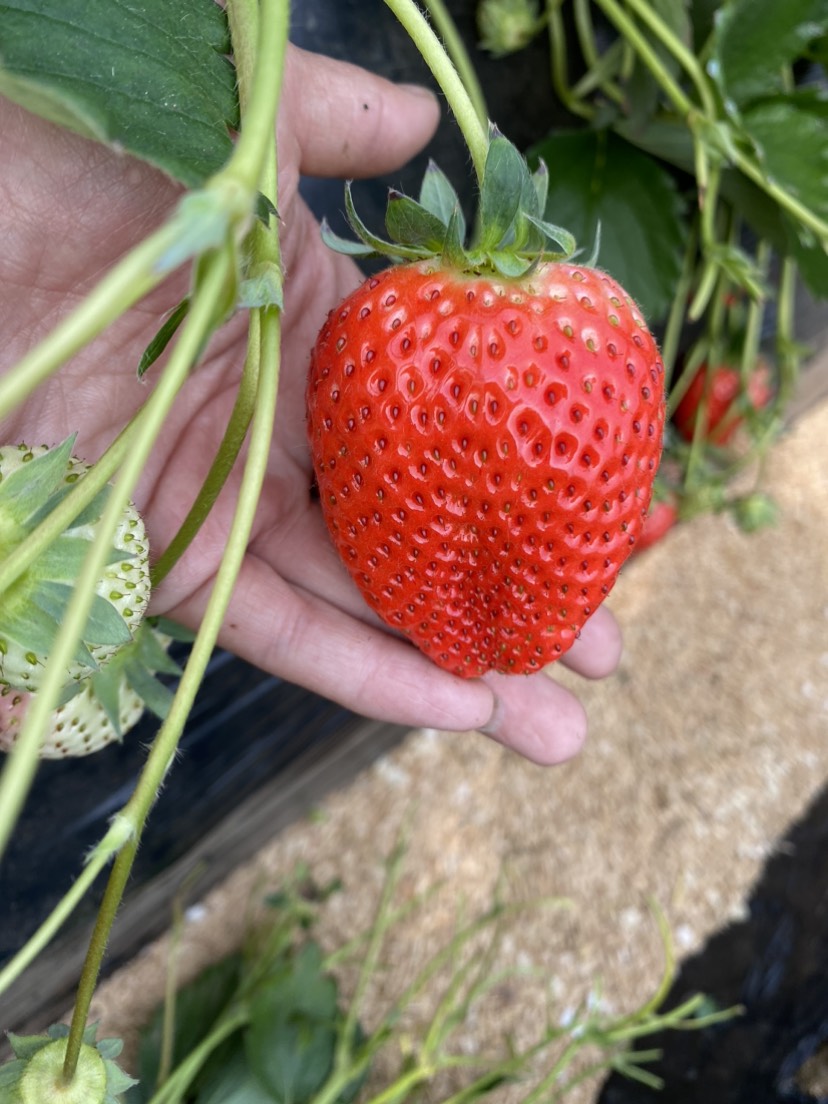 安丘市香野草莓