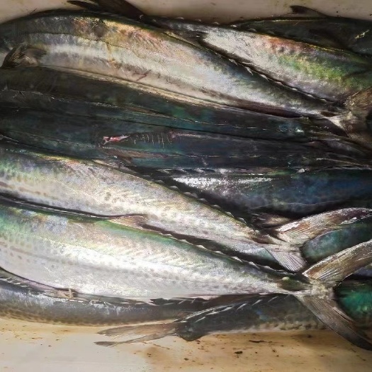 漳浦县马鲛鱼
