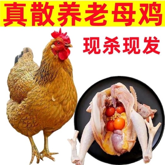 郓城县【顺丰包邮】深山2年老母鸡农家散养土鸡柴鸡草鸡笨鸡走地月子鸡