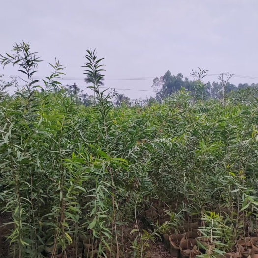 深圳小叶相思相思