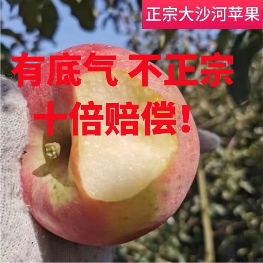 丰县产地直发徐州丰县大沙河红富士苹果支持一件代发全国包邮