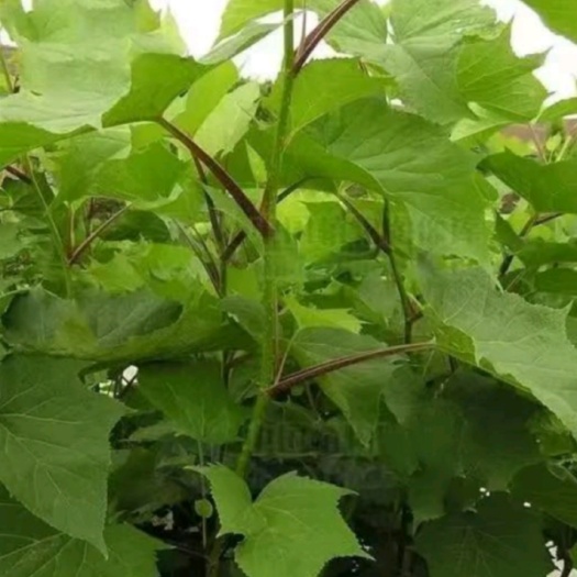 接骨木