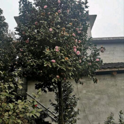 长沙茶花
