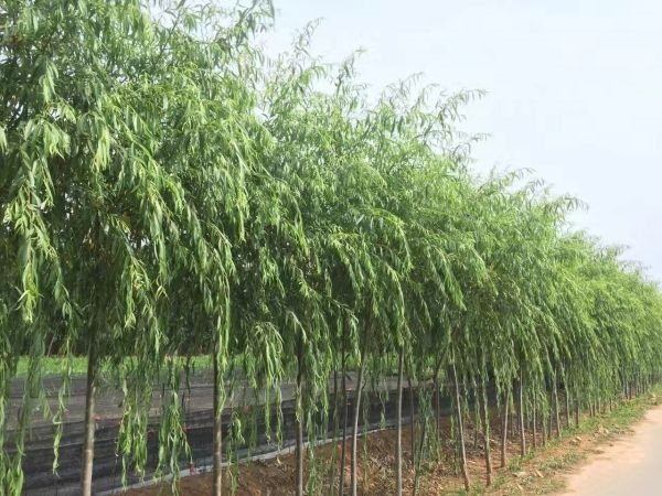 长沙垂柳