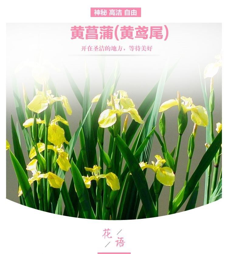 1048 七宝 花 菖蒲 詳細不明 | www.arianella.com