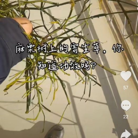 麻栗树螃蟹腳寄生