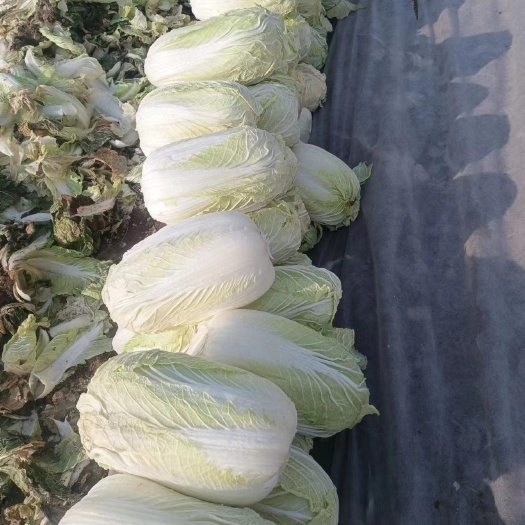 商丘白菜/大白菜/河南大白菜