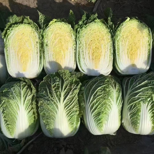 白菜，黄心大白菜，一手货源