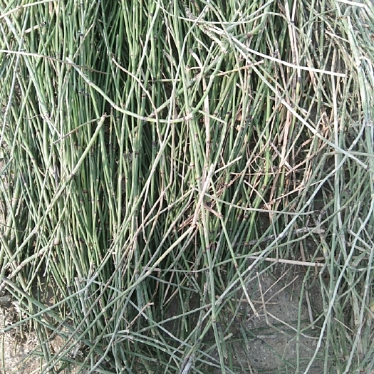 绵竹市竹节参