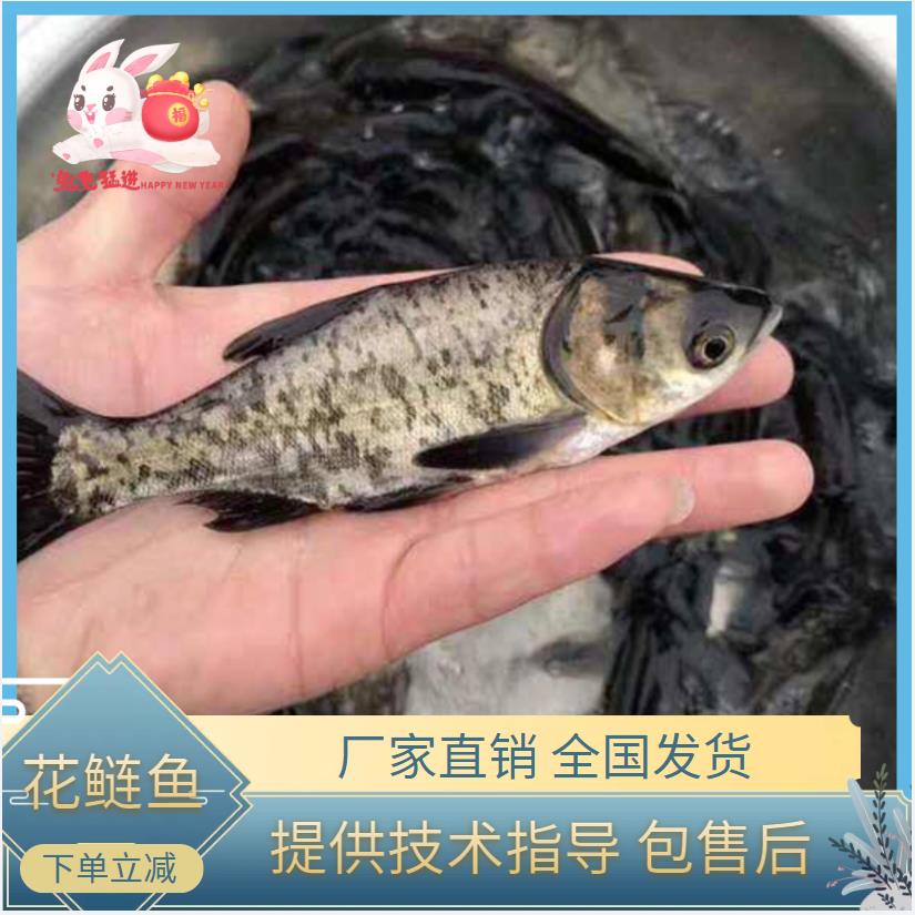 建湖县花鲢鱼苗   鱼场直销，优质淡水花鲢   包技术指导