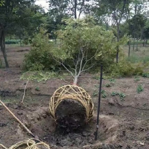 鸡爪槭
