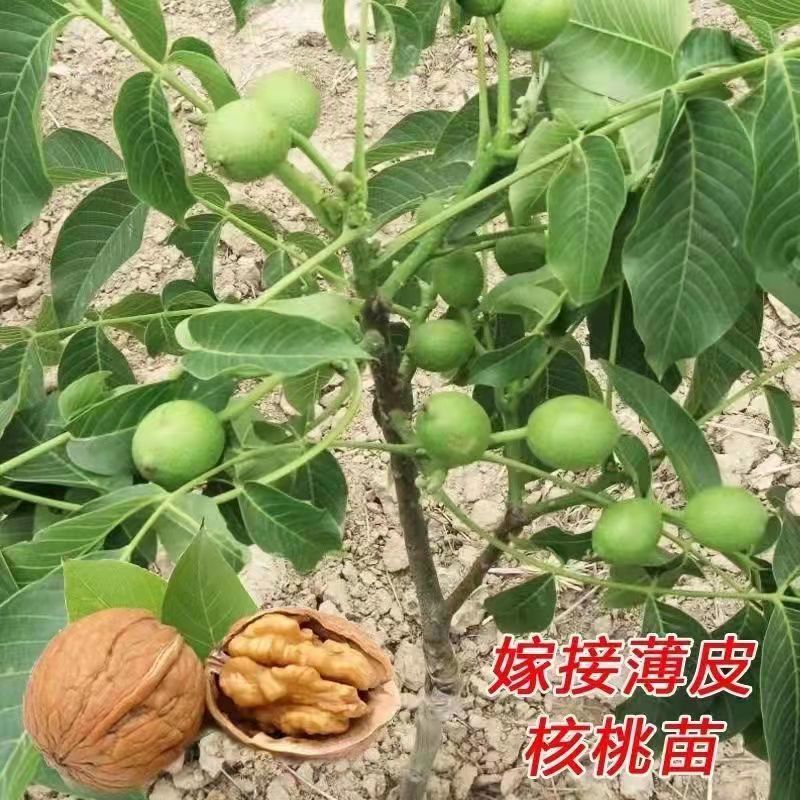 香玲核桃苗，新疆薄皮核桃苗，8518核桃苗基地