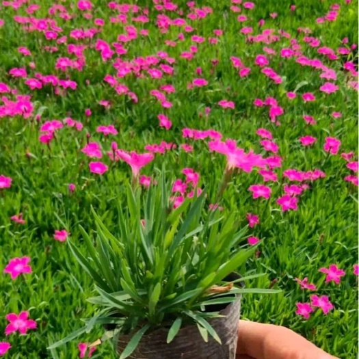 青州市青州欧石竹种植基地，大量现货