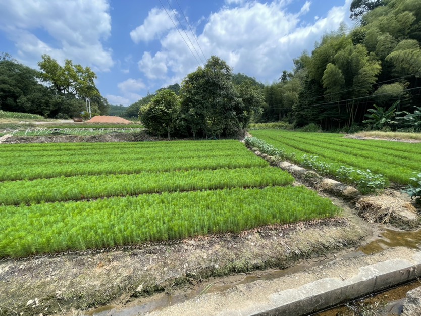 湿地松树苗 福建湿地松/湿地松袋苗/小苗