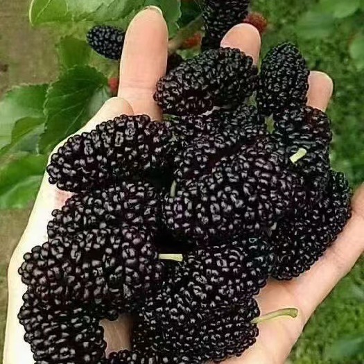 汕头实力桑葚代办。代购