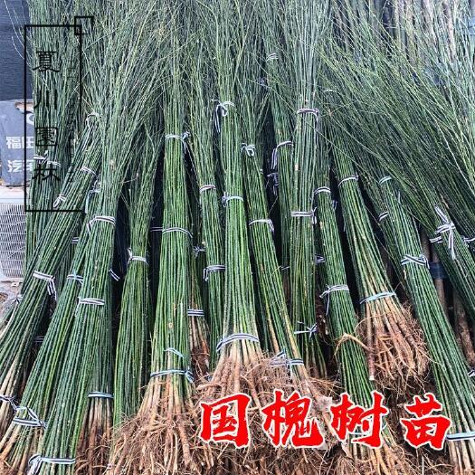 绛县国槐苗，一年国槐苗价格，国槐苗多少钱一棵