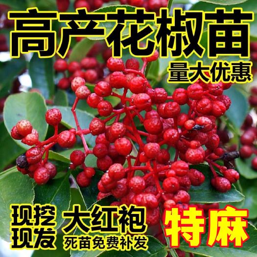 绛县大红袍花椒苗 狮子头花椒苗