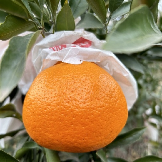 仁寿县四川耙耙柑价格