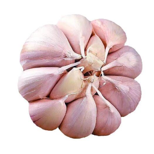 金乡县大蒜仔