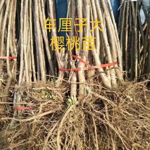 绛县樱桃