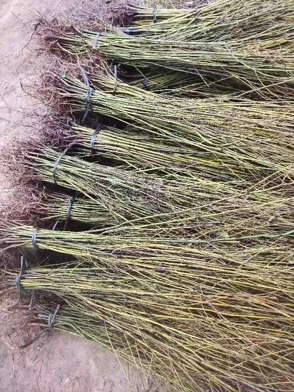 木姜子树苗大量供应裸根实生苗种植