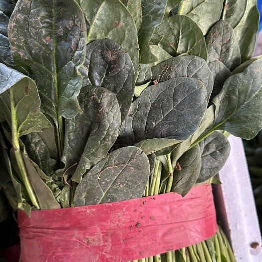 邯郸暖棚菠菜