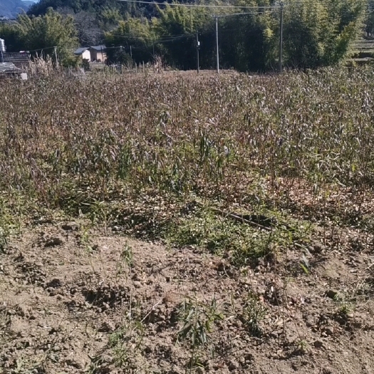 连平县连平鹰嘴桃苗