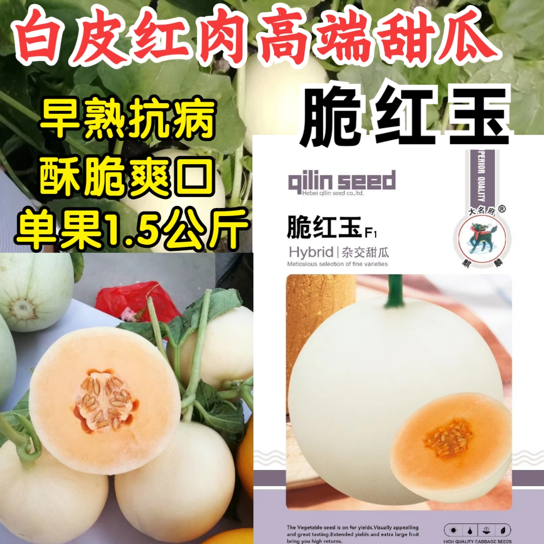 洛阳白皮红肉甜瓜种子脆红玉 杂交早熟抗病红瓤酥脆香瓜甜瓜种子籽孑