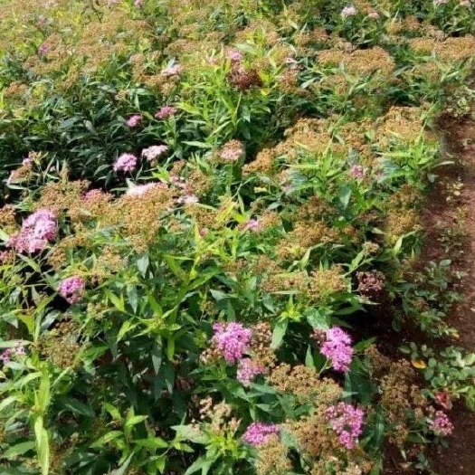 临城县金焰绣线菊