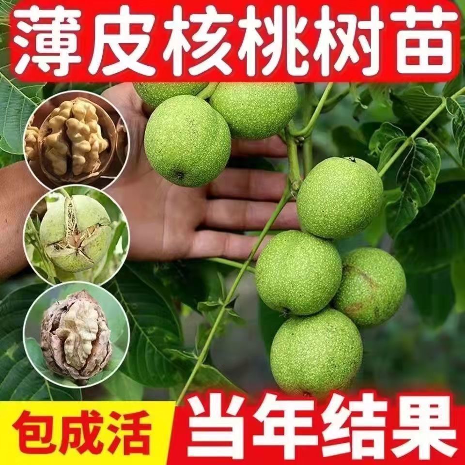 香玲核桃苗，新疆薄皮核桃苗，8518核桃苗基地