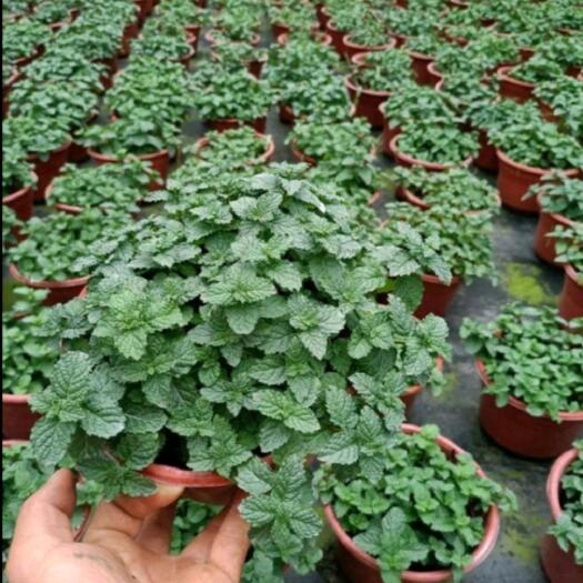 长沙薄荷