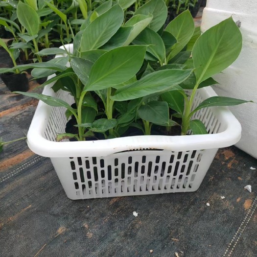 江城县选优质 香焦苗  就到云南丰盛植物培苗有限公司