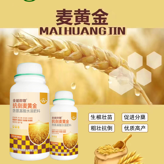 广平县麦黄金 抗倒 全能胖墩 返青快 多分蘖 壮秧苗 强茎杆